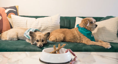 Discover the Amazing Benefits of Raw Food Diet for a Happier Pup!