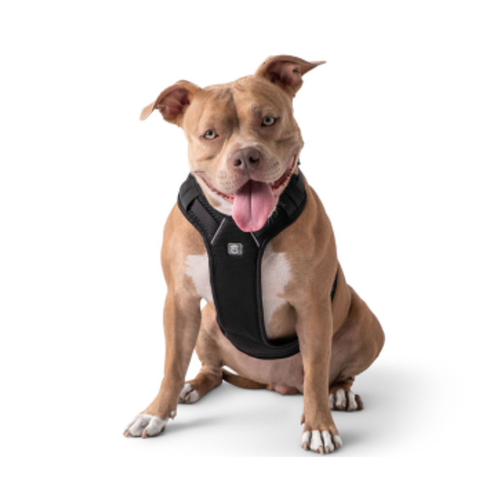 Travel Harness Black