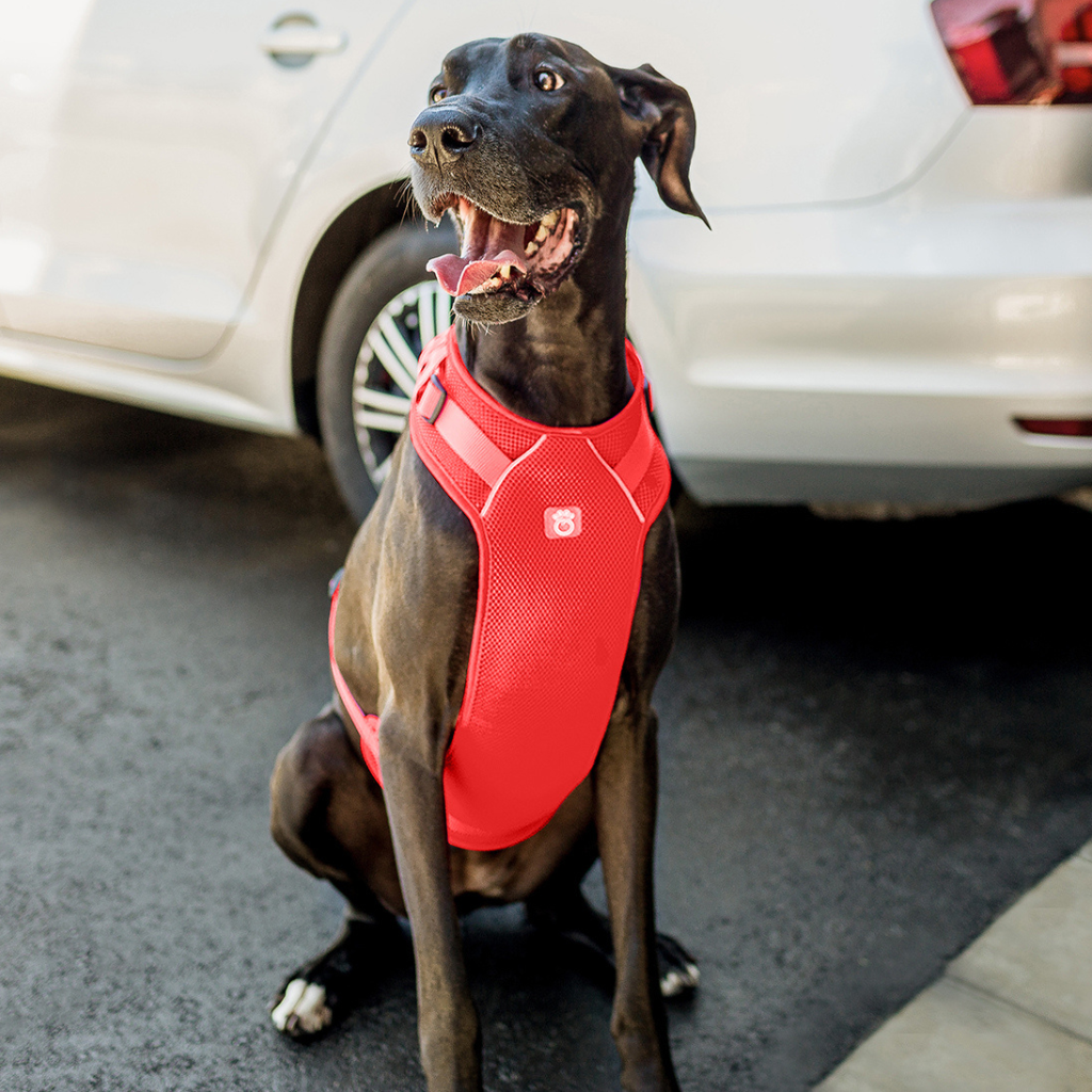 Travel Harness Red