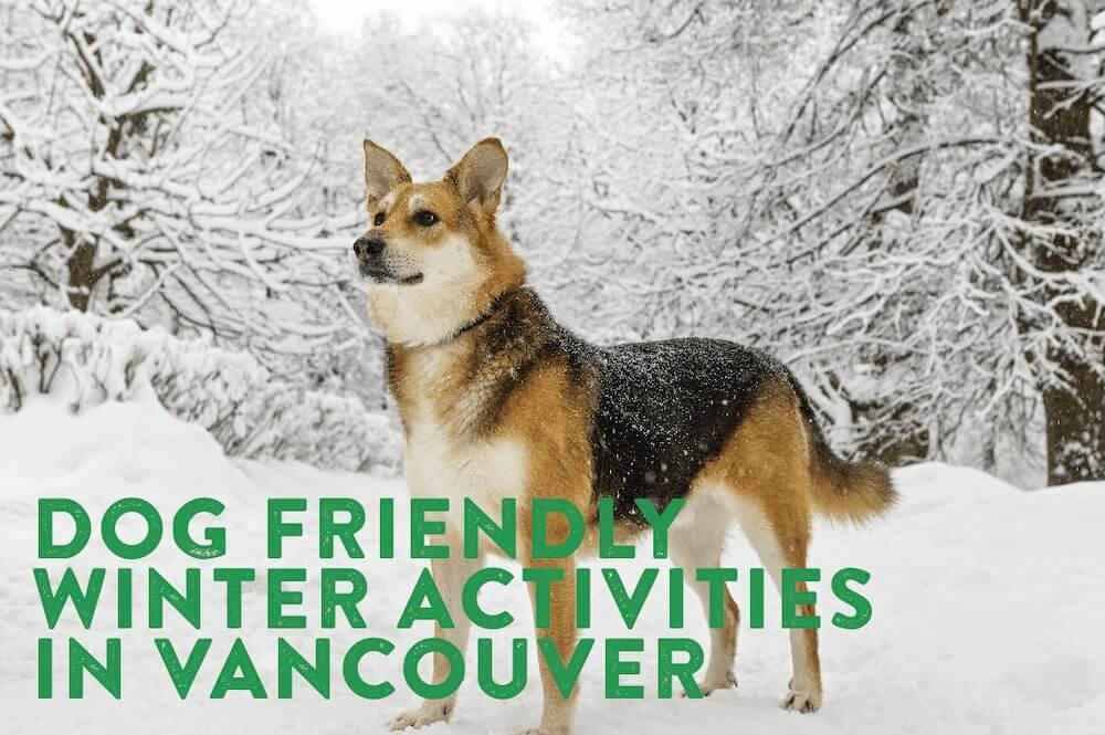 Dog-friendly winter activities in Vancouver