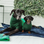 Blanket Navy