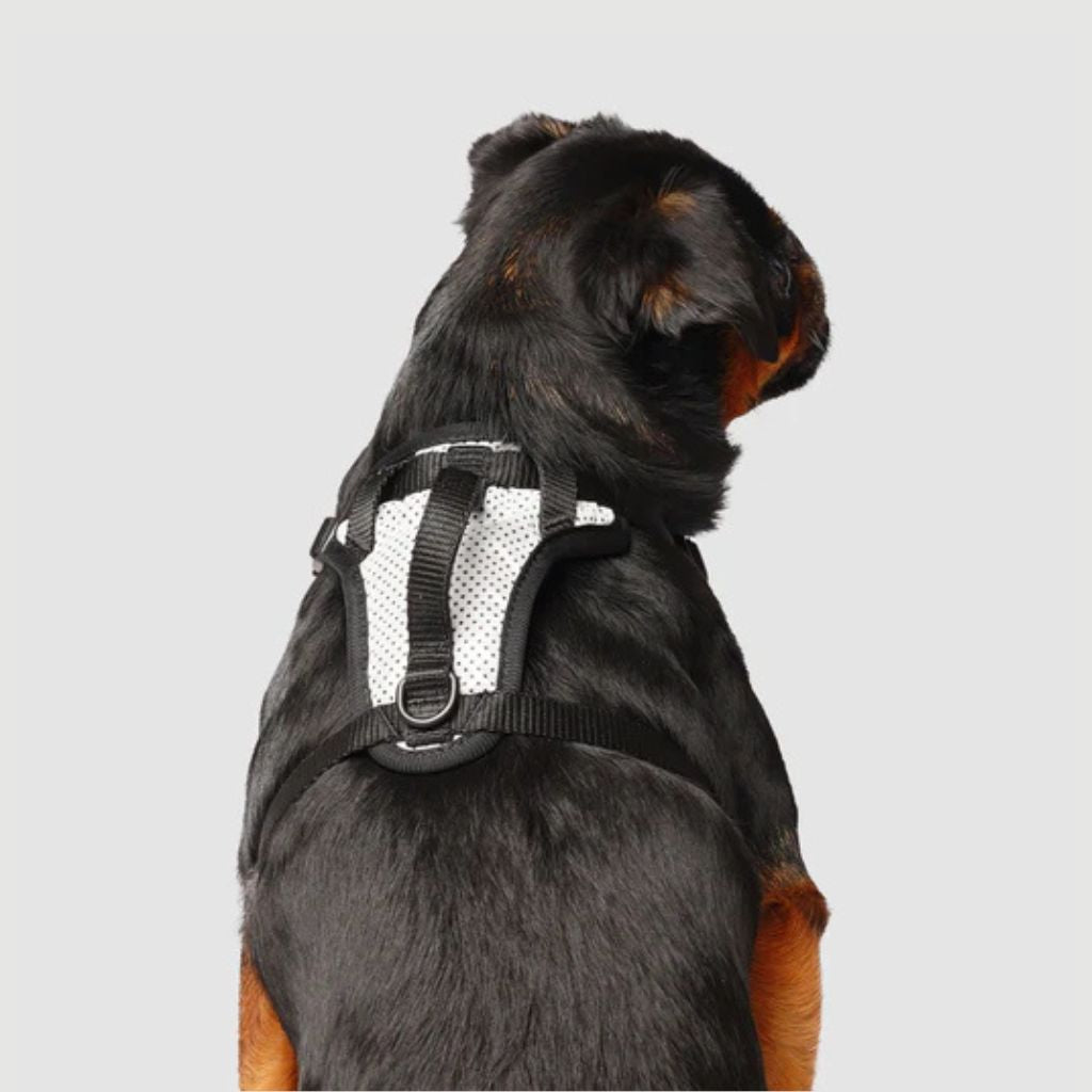 Core Everything Harness Mesh Reflective