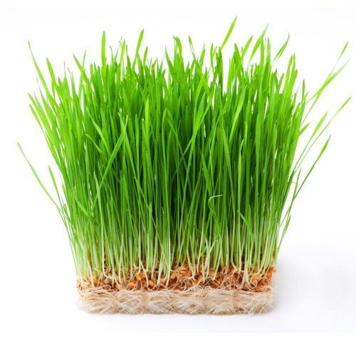 Cat Grass - Oat