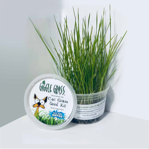 Giggle Grass Canadian Organic Cat Grass Seed Kit